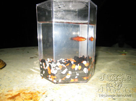 amnesia_2007-248