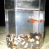 amnesia_2007-248