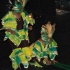 miss_tnt_uk_2008-078