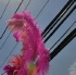 bacchanal_ja_roadmarch_2010_pt1-219