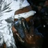 grenada_jouvert_2010-172