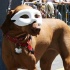 san_francisco_carnival_2010-063