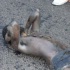spicemas_jouvert_2011_pt1-246