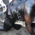 spicemas_jouvert_2011_pt1-299