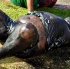 spicemas_jouvert_2011_pt1-311