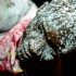 red_ants_jouvert_2013-187