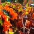 spice_carnival_tuesday_2013-088