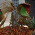 miami_carnival_2007_pt2-161