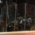 st_lucia_jazz_festival_2008_sat-125