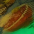 amnesia_2010-113