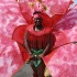 dc_carnival_2010_pt3-183