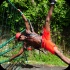 st_lucia_carnival_tuesday_2013_pt1-114